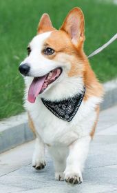 Cute Adjustable Small Dog Collar Puppy Pet Slobber Towel Outdoor Cat Collar Fashion Printed Scarf Dog Neckerchief Bandana Collar - Black